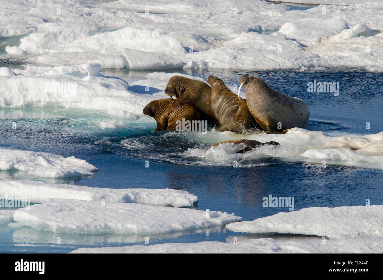 Norwegen, Barents-See, Svalbard, Sjuoyane, sieben Inseln. Nordost-Svalbard-Naturreservat. Walross (WILD: Odobenus Roamerus) Stockfoto