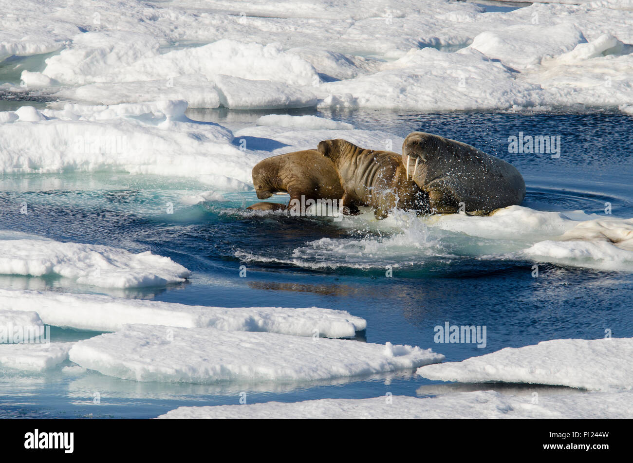 Norwegen, Barents-See, Svalbard, Sjuoyane, sieben Inseln. Nordost-Svalbard-Naturreservat. Walross (WILD: Odobenus Roamerus) Stockfoto