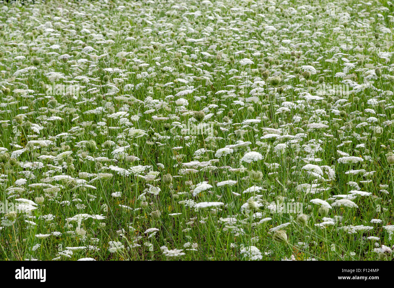 Purpul Arctium Lappa auf grünen Rasen Hintergrund Stockfoto