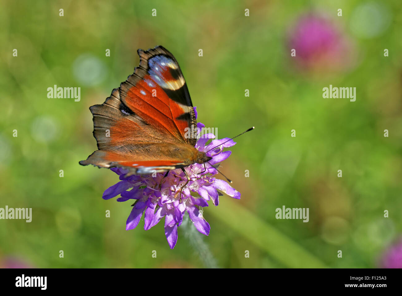 Tagpfauenauge (Inachis Io) Fütterung auf eine Blume Ield Witwenblume (Knautia Arvensis) Stockfoto