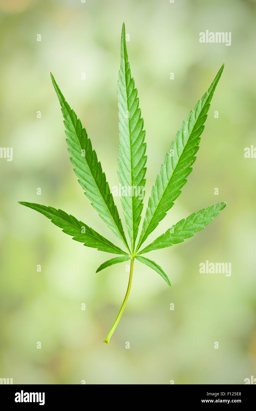 Cannabisblatt auf unscharfen Hintergrund Stockfoto