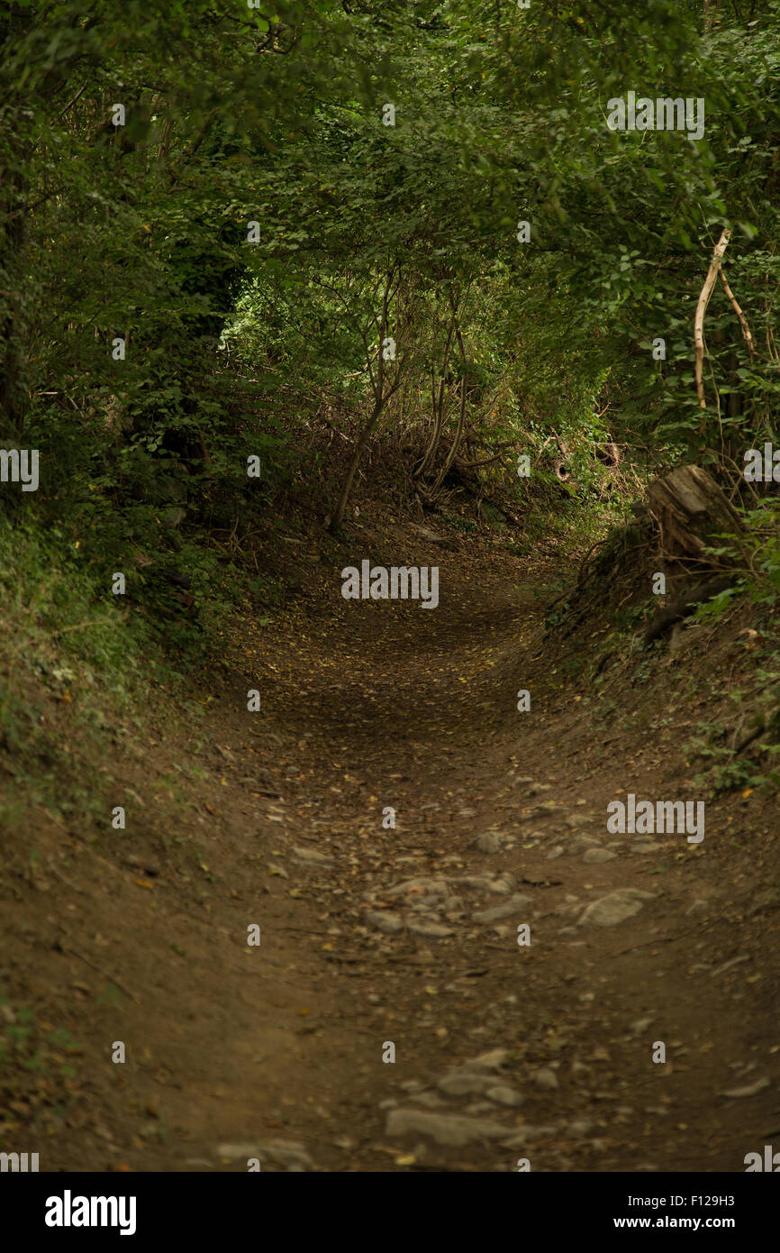 natürliche Galerie von überhängenden Zweigen im Wald bei Maienfeld Schweiz Stockfoto