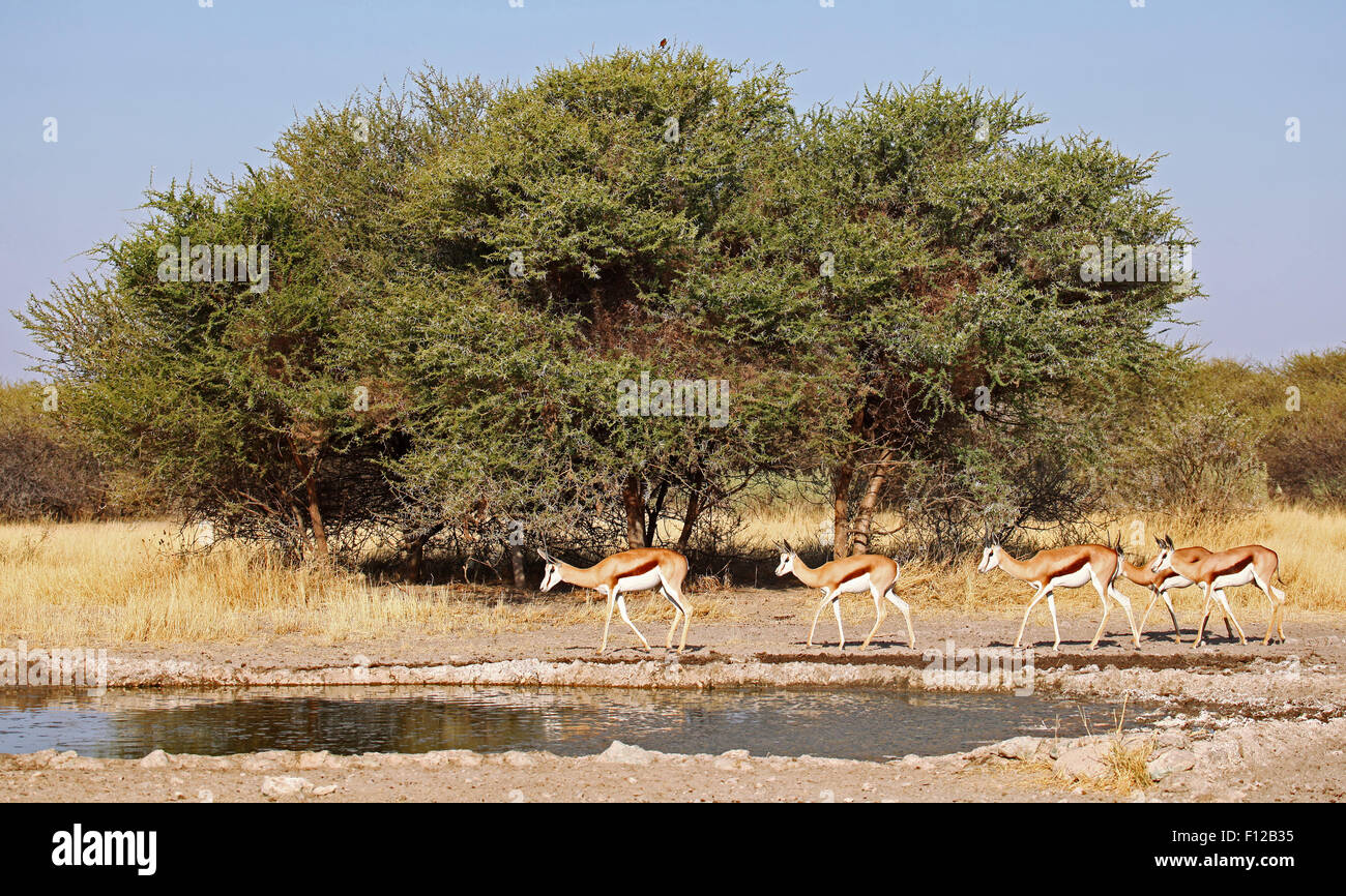 Springbocks, Central Kalahari Game Reserve, Botswana, Antidorcas marsupialis Stockfoto