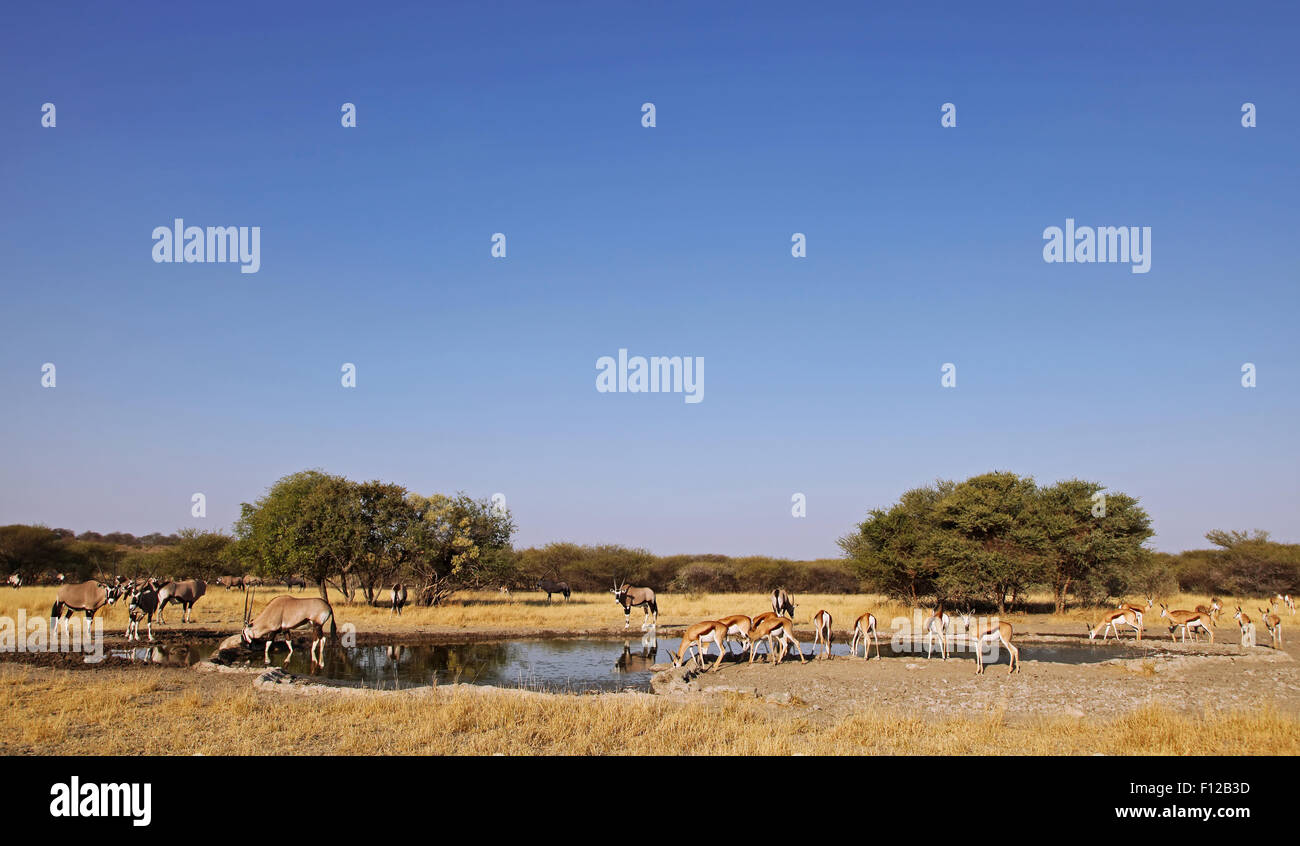 Springbocks, Central Kalahari Game Reserve, Botswana, Antidorcas marsupialis Stockfoto