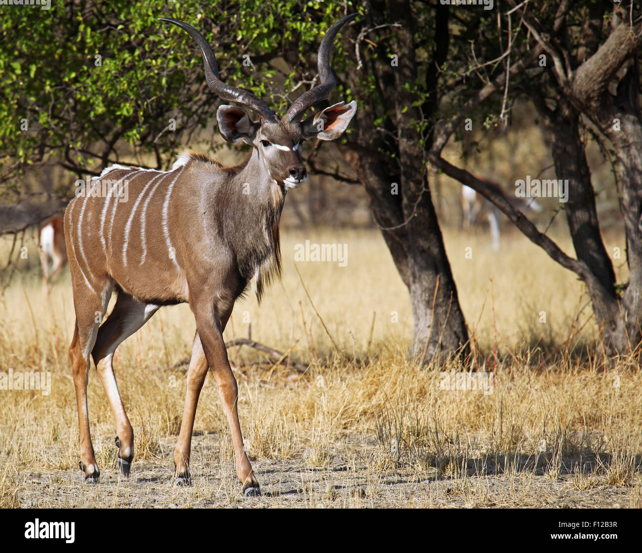 Große Kudu, Botsuana, Tragelaphus strepsiceros Stockfoto