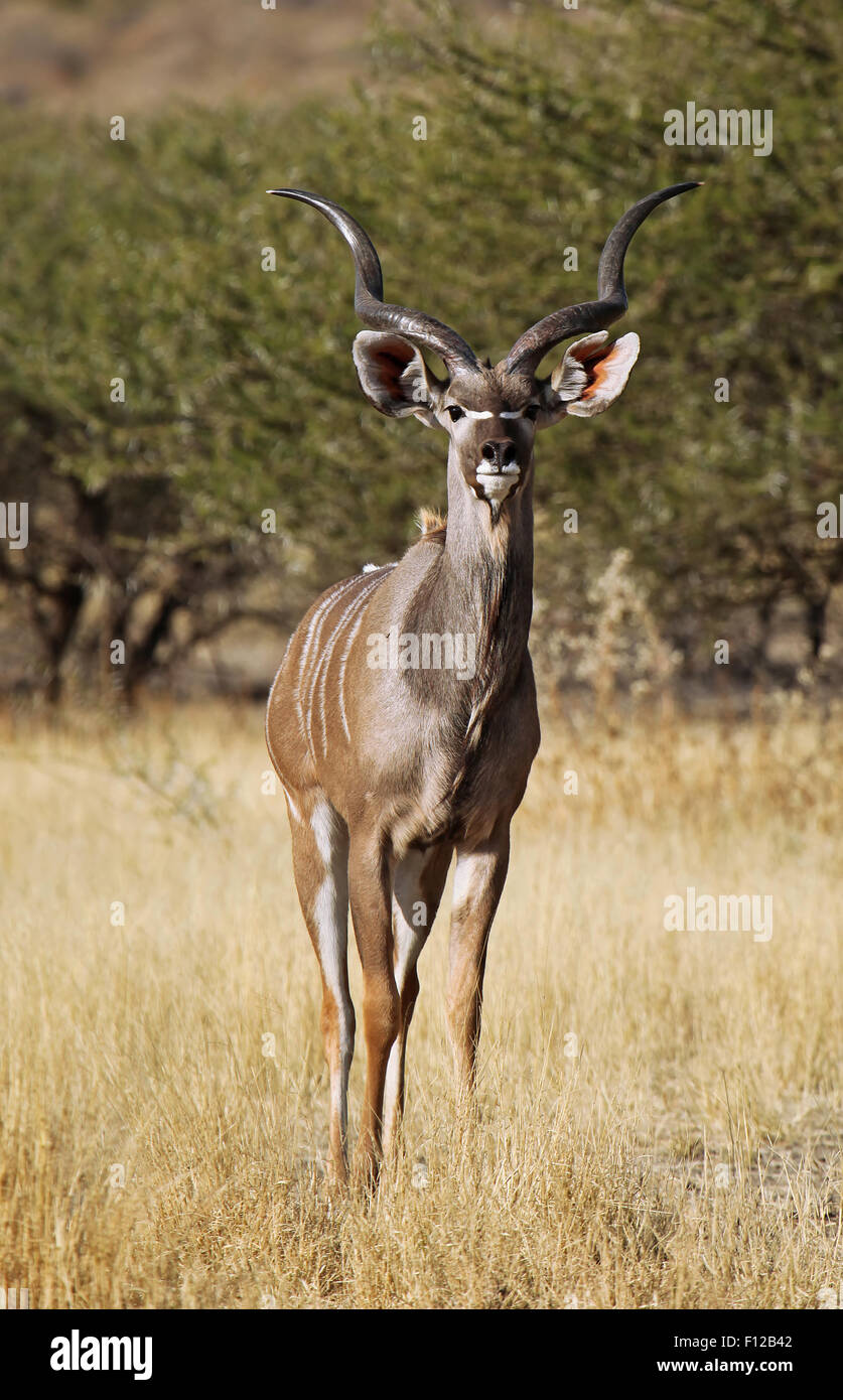 Große Kudu, Botsuana, Tragelaphus strepsiceros Stockfoto