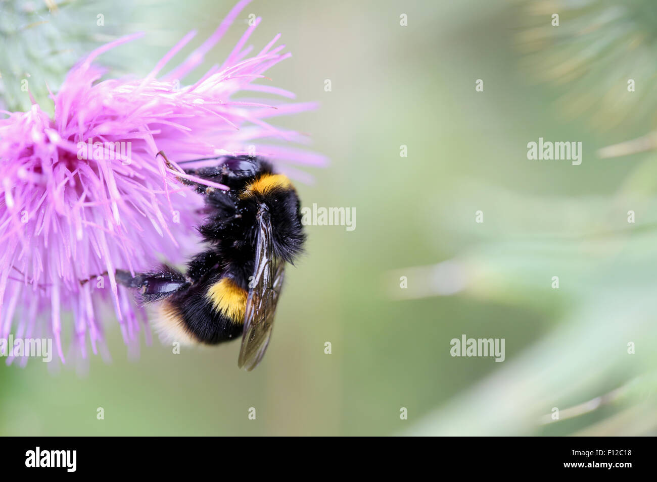 Eine Honigbiene abgedeckt in Pollen klettern über eine Distel Blüte im Spätsommer in einer Wiese in England. Die Nahaufnahme Makroaufnahme der Biene arbeitet Stockfoto