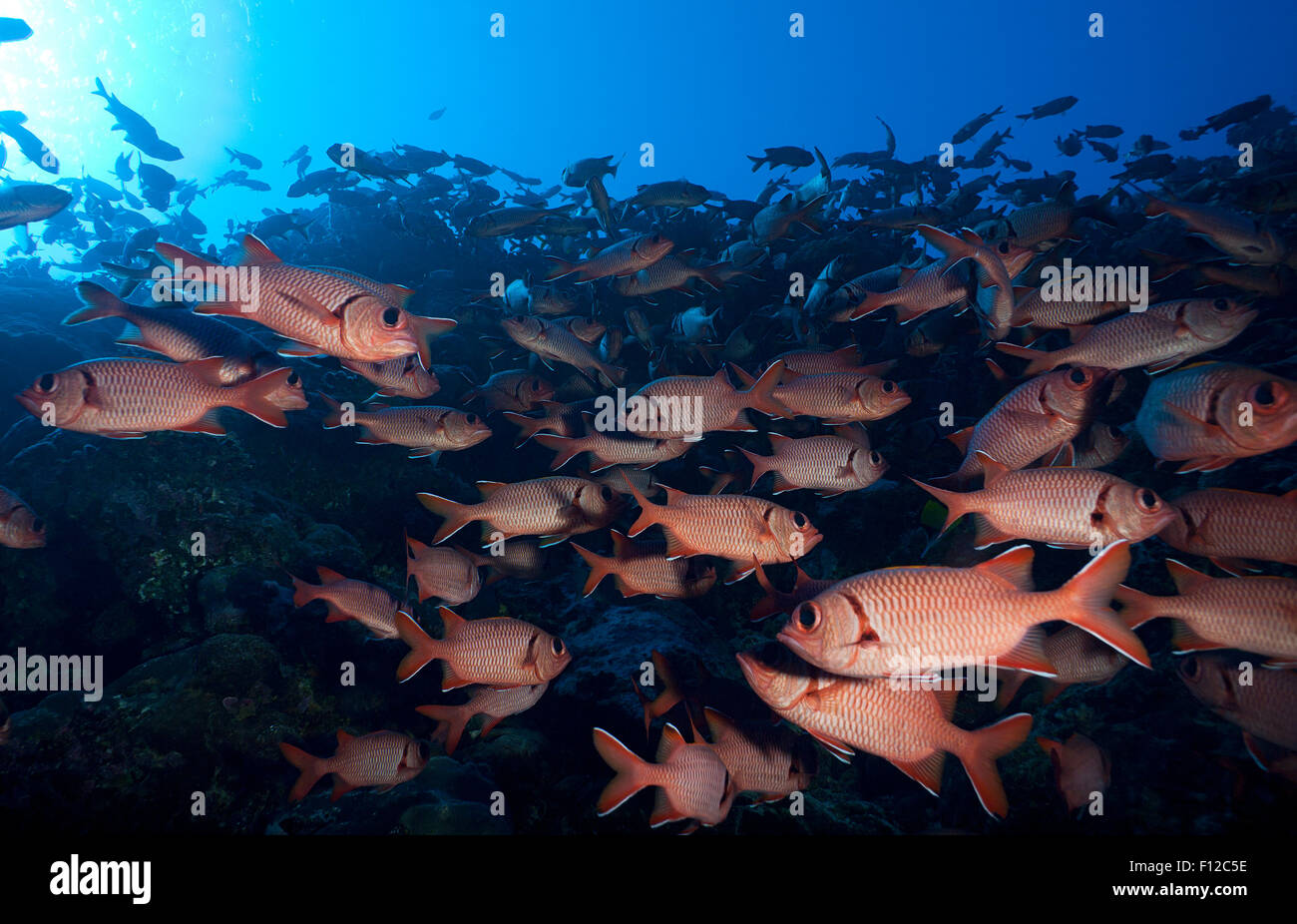 SCOOL SOLDATENFISCHE SCHWIMMEN IM KORALLENRIFF Stockfoto