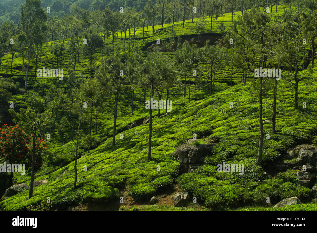 Nilgiri Hills Teegarten, Plantagen in Coonoor, Tamil Nadu, Indien Stockfoto