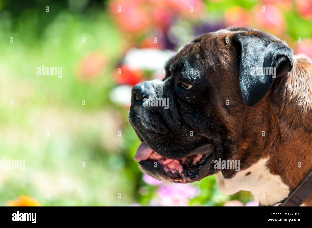 Vordergrund des Leiters der ein schöner Hund Stockfoto