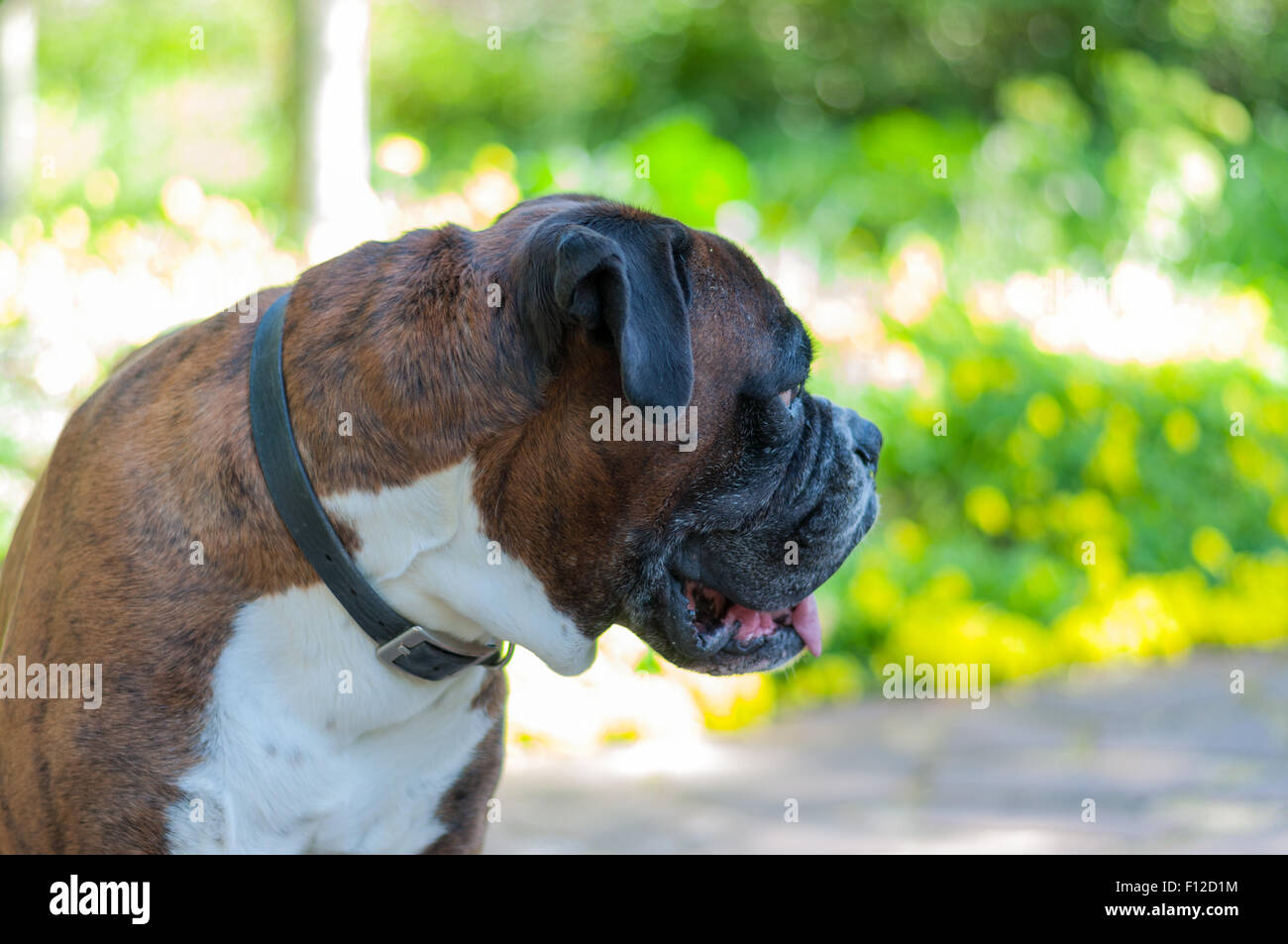 Vordergrund des Leiters der ein schöner Hund Stockfoto
