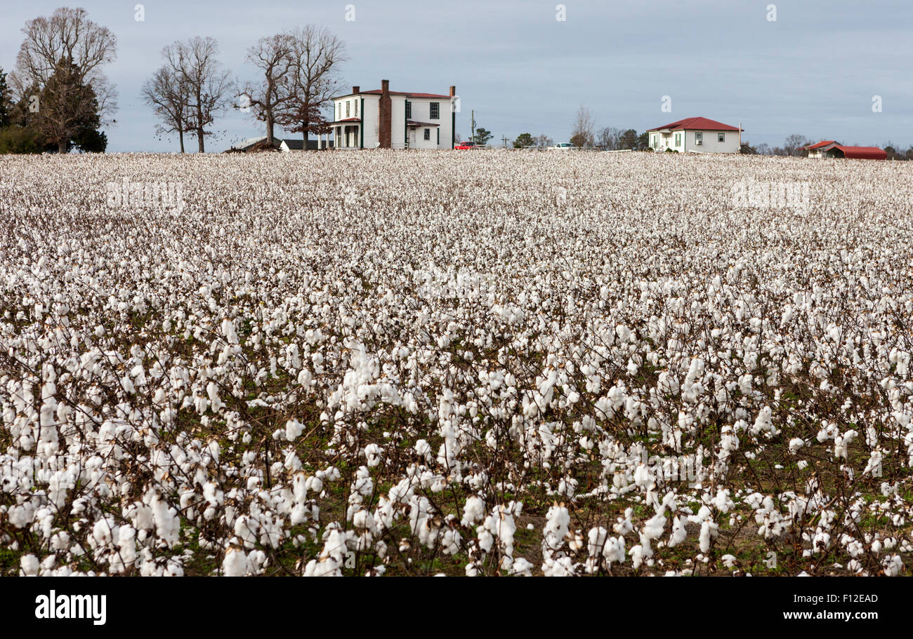 Baumwolle-Feld und Farm-Haus in Emporia, Virginia, USA Stockfoto