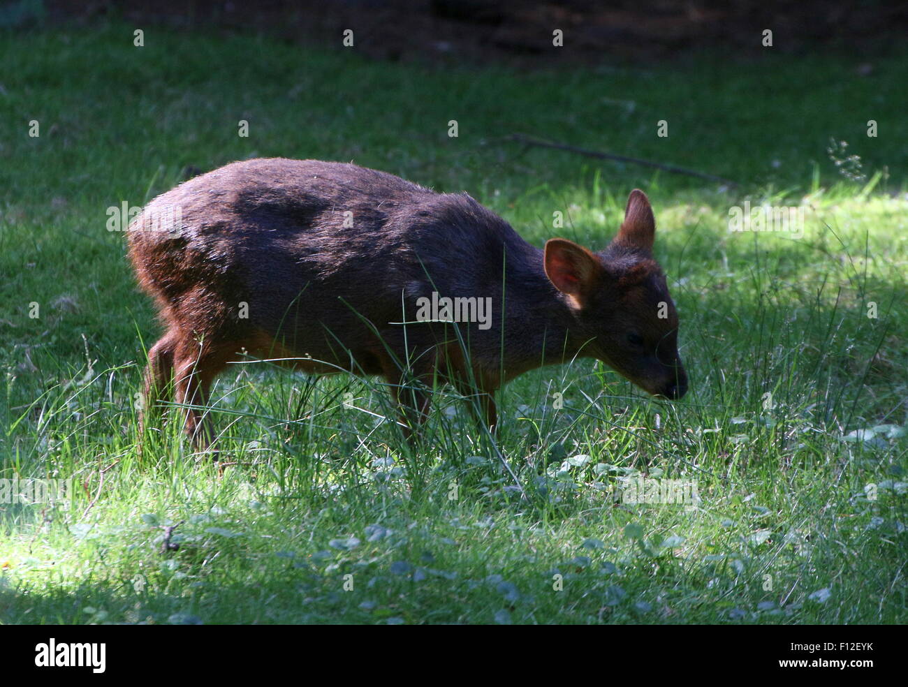 Südlichen Pudú Hirsch (Pudu Puda), ursprünglich aus den unteren Bereichen der südlichen Anden von Chile und Argentinien, weltweit kleinsten Hirsche Stockfoto