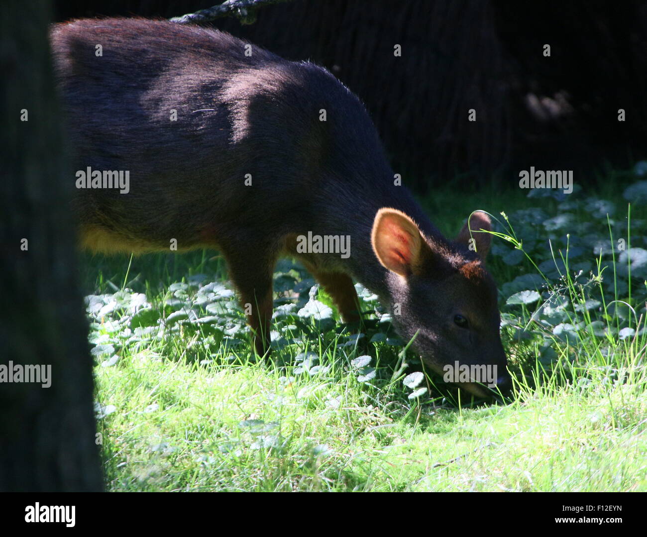 Südlichen Pudú Hirsch (Pudu Puda), ursprünglich aus den unteren Bereichen der südlichen Anden von Chile und Argentinien Stockfoto