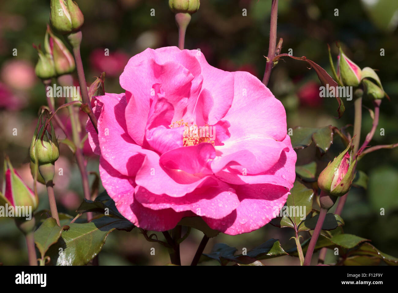 Blüte und Knospen von den Floribunda rose, Rosa "Romance" Stockfoto