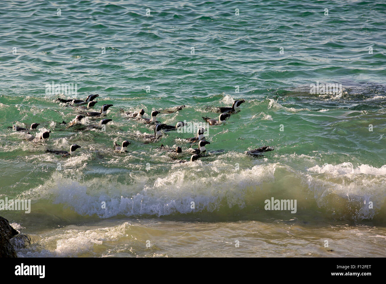 Afrikanische Pinguine am Boulders Beach, Kapstadt gemeinsam schwimmen Stockfoto
