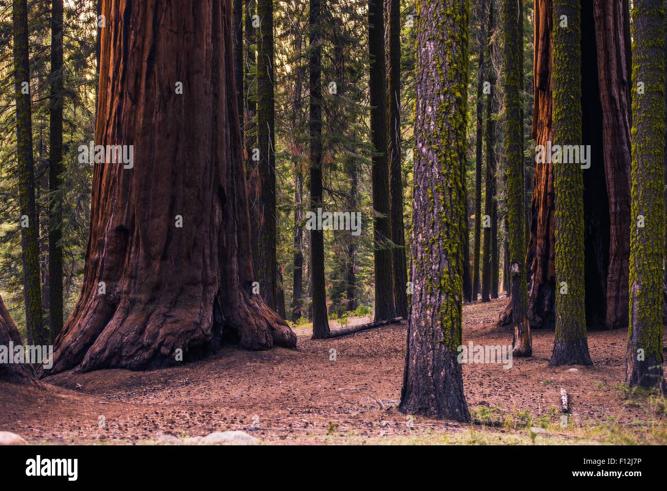 Sierra Nevada Wald mit Mammutbäume. California, United States. Stockfoto