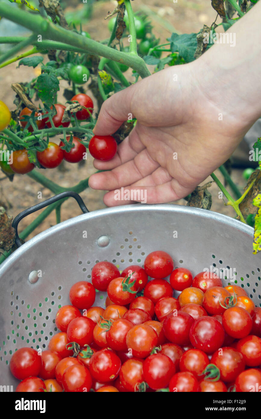 Nahaufnahme von einer weiblichen Hand Kommissionierung reif; Bio Cherry-Tomaten aus einem sterbenden Weinstock im Spätsommer Garten Stockfoto