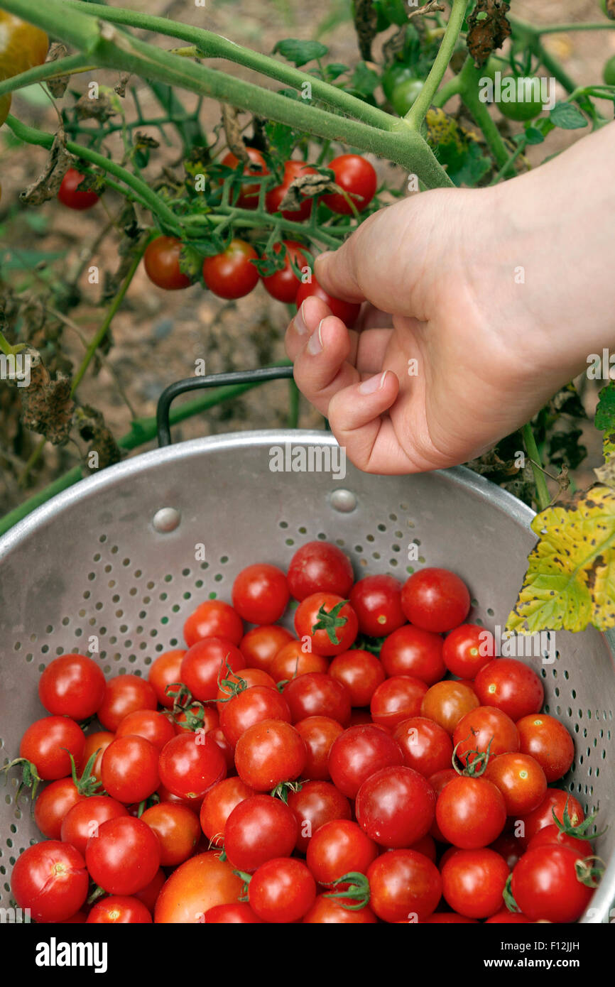 Nahaufnahme von einer weiblichen Hand Kommissionierung reif; Bio Cherry-Tomaten aus einem sterbenden Weinstock im Spätsommer Garten Stockfoto