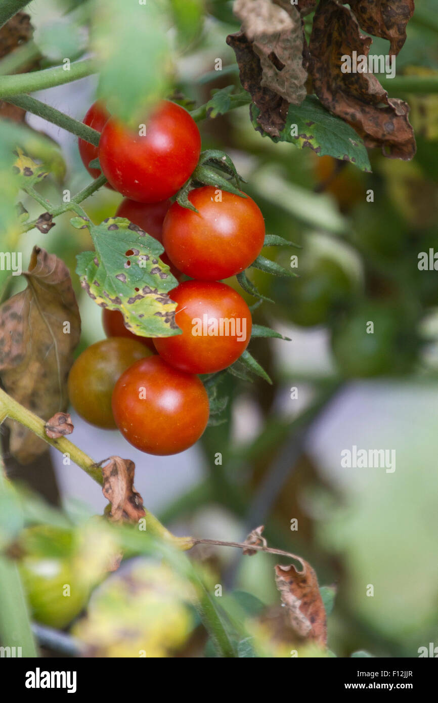 Nahaufnahme von roten Reifen Cluster Cherrytomaten versteckt versteckt unter den Blättern der Sommergarten Stockfoto