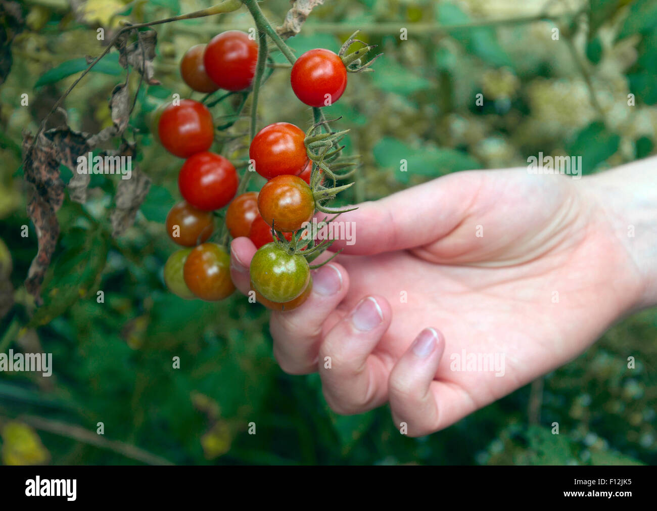 Nahaufnahme von einer weiblichen Hand pflücken Reifen, Bio Cherry-Tomaten aus einem sterbenden Weinstock im Spätsommer Garten Stockfoto