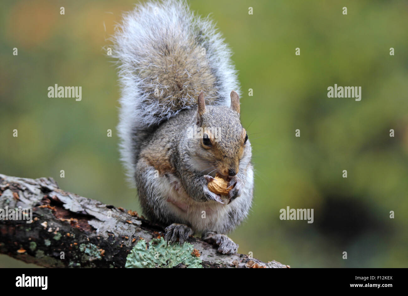 Eine östliche graue Eichhörnchen (Sciurus Carolinensis) sitzt auf einem Ast im Herbst, Essen eine Nuss. Stockfoto