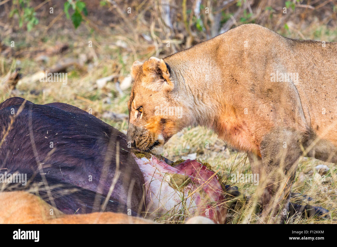 Löwin (Panthera Leo) untersucht den Kadaver eines Toten Kaffernbüffel, Okavango Delta, Nord-Botswana, Südafrika Stockfoto