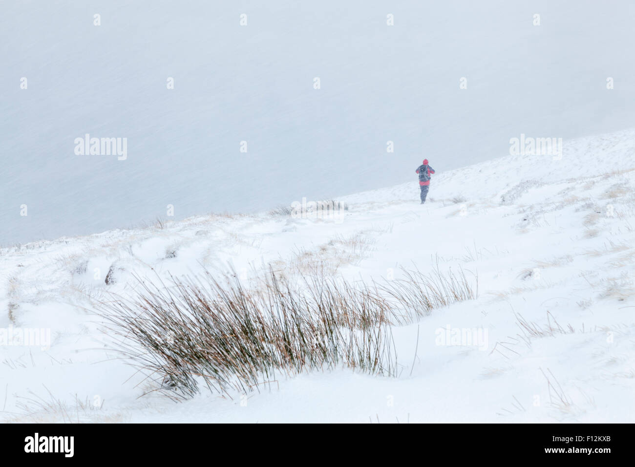 Ein Blizzard auf Moor Landschaft mit ein Wanderer zu Fuß allein in das schlechte Wetter. Winter Schnee Sturm auf Kinder Scout, Derbyshire, England, Großbritannien Stockfoto