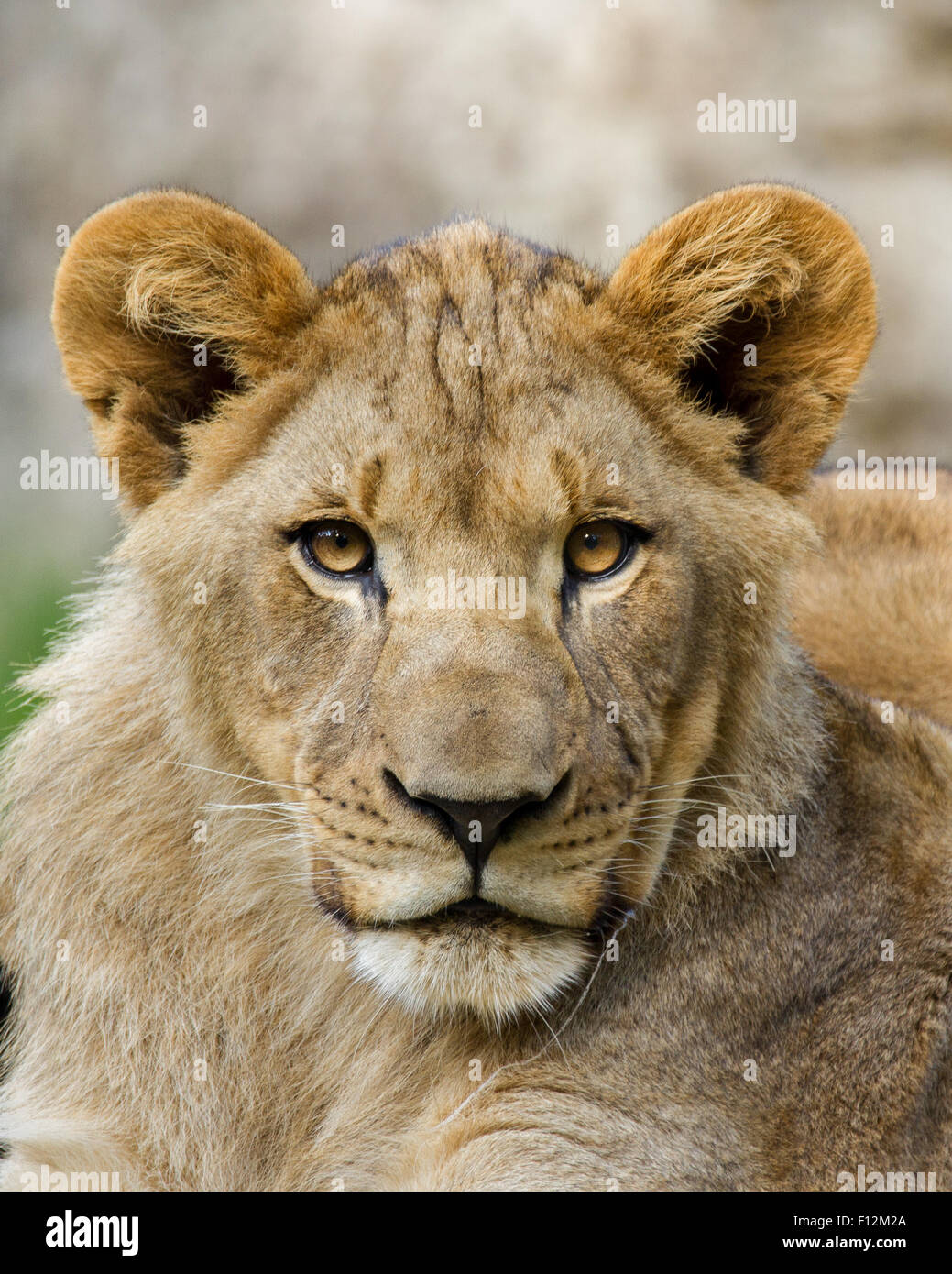 Ein Portrait eines jungen Löwen etwa 1 Jahr alt. Stockfoto