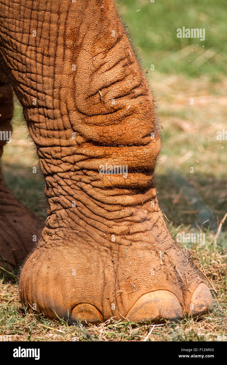 Eine Nahaufnahme eines Elefanten Bein und Fuß. Stockfoto