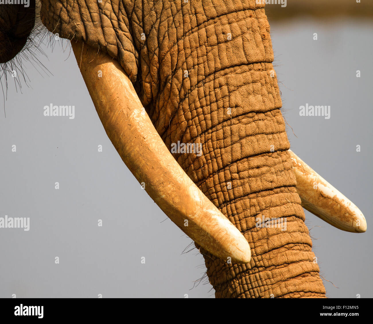 Die Stoßzähne eines afrikanischen Elefanten. Stockfoto