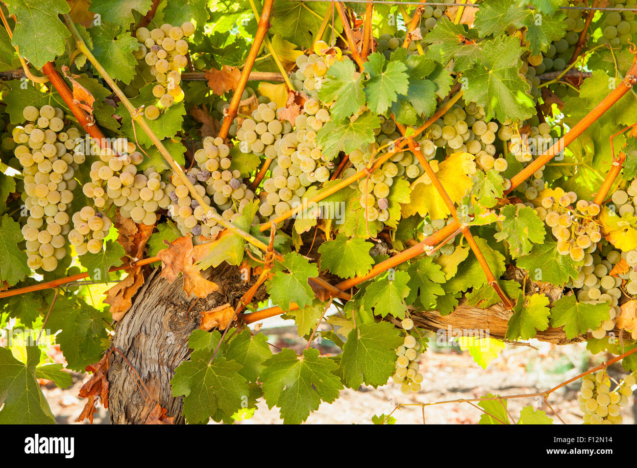 Sauvignon Blanc Trauben, Roblar Weingut Santa Ynez Valley, Kalifornien Stockfoto