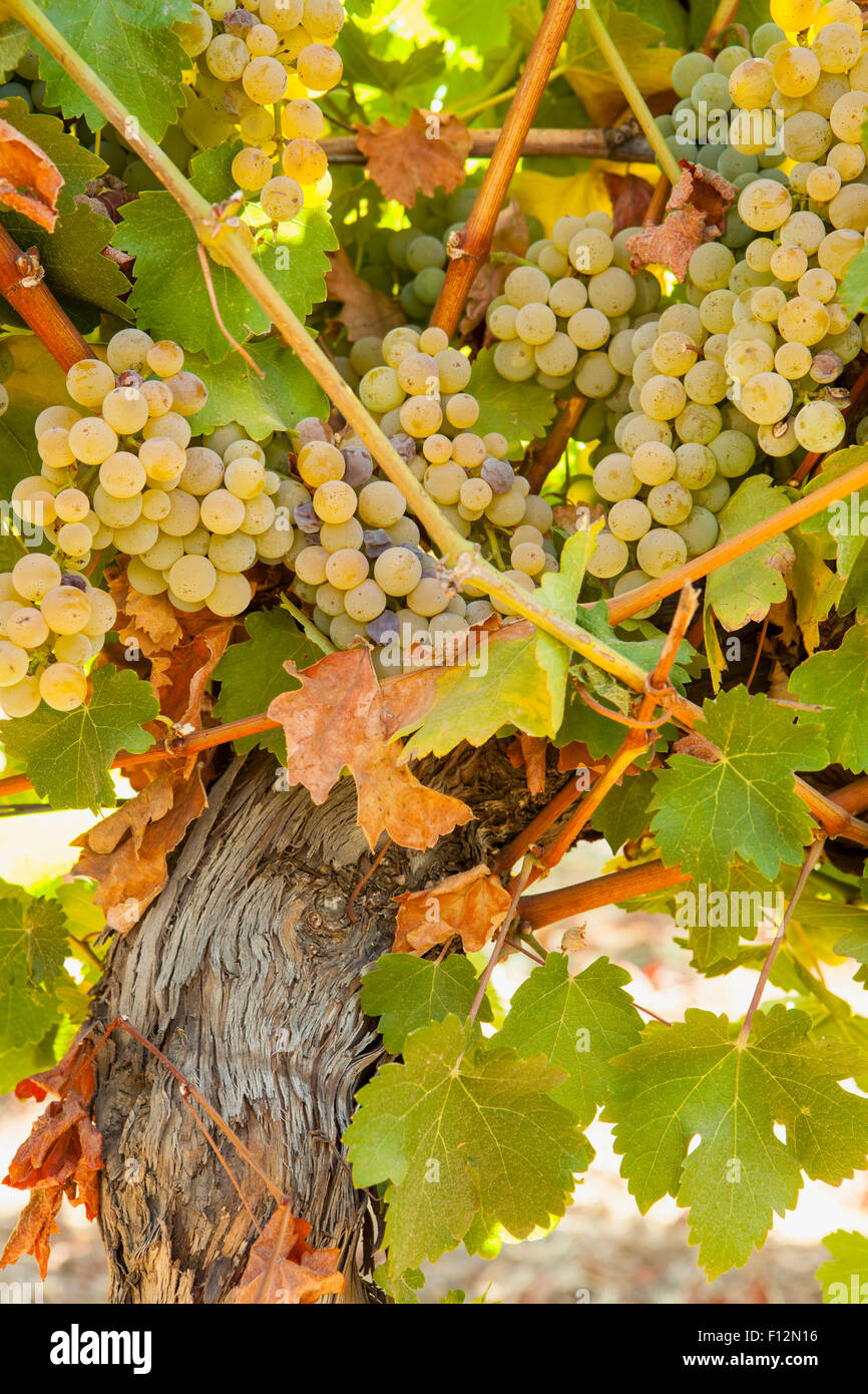 Sauvignon Blanc Trauben, Roblar Weingut Santa Ynez Valley, Kalifornien Stockfoto
