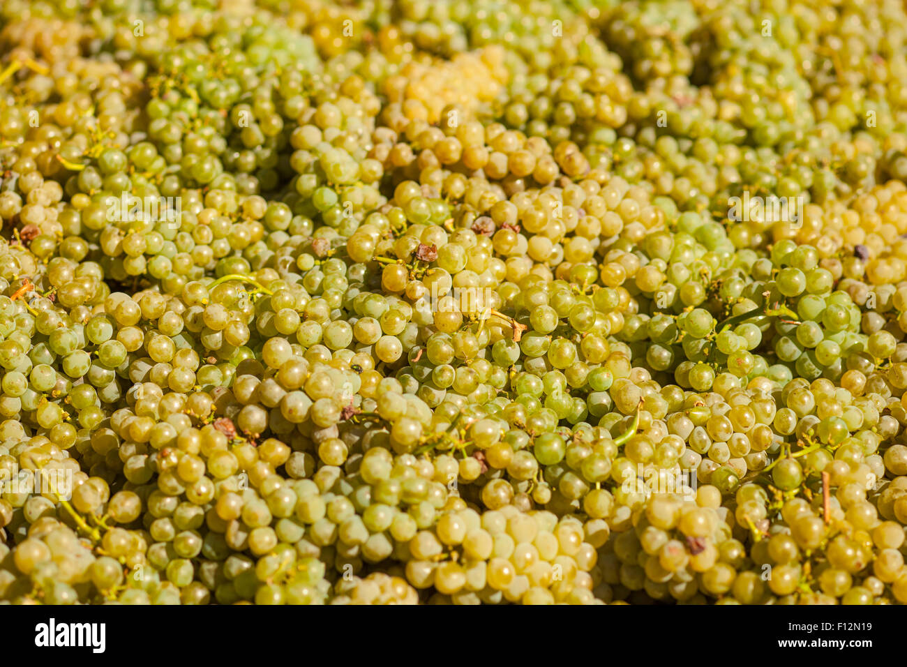 Sauvignon Blanc Trauben, Roblar Weingut Santa Ynez Valley, Kalifornien Stockfoto