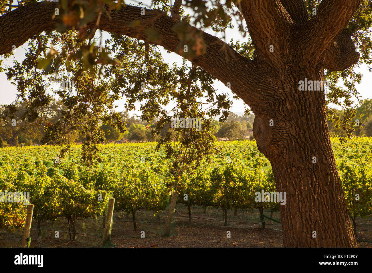 Eichen und Weinberg, Roblar Weingut Santa Ynez Valley, Kalifornien Stockfoto