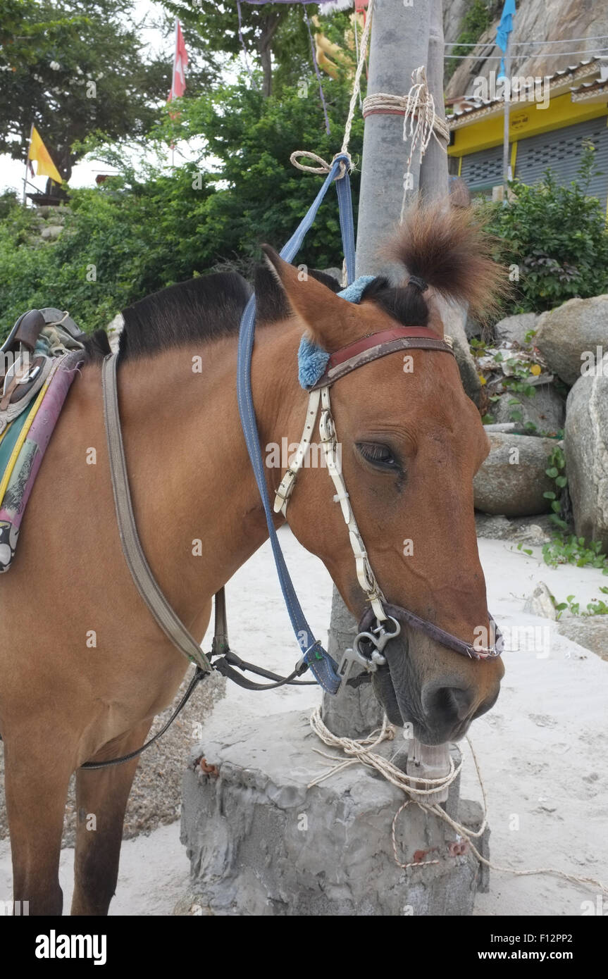 Braune Pferd am Strand für Touristen Erholung Stockfoto