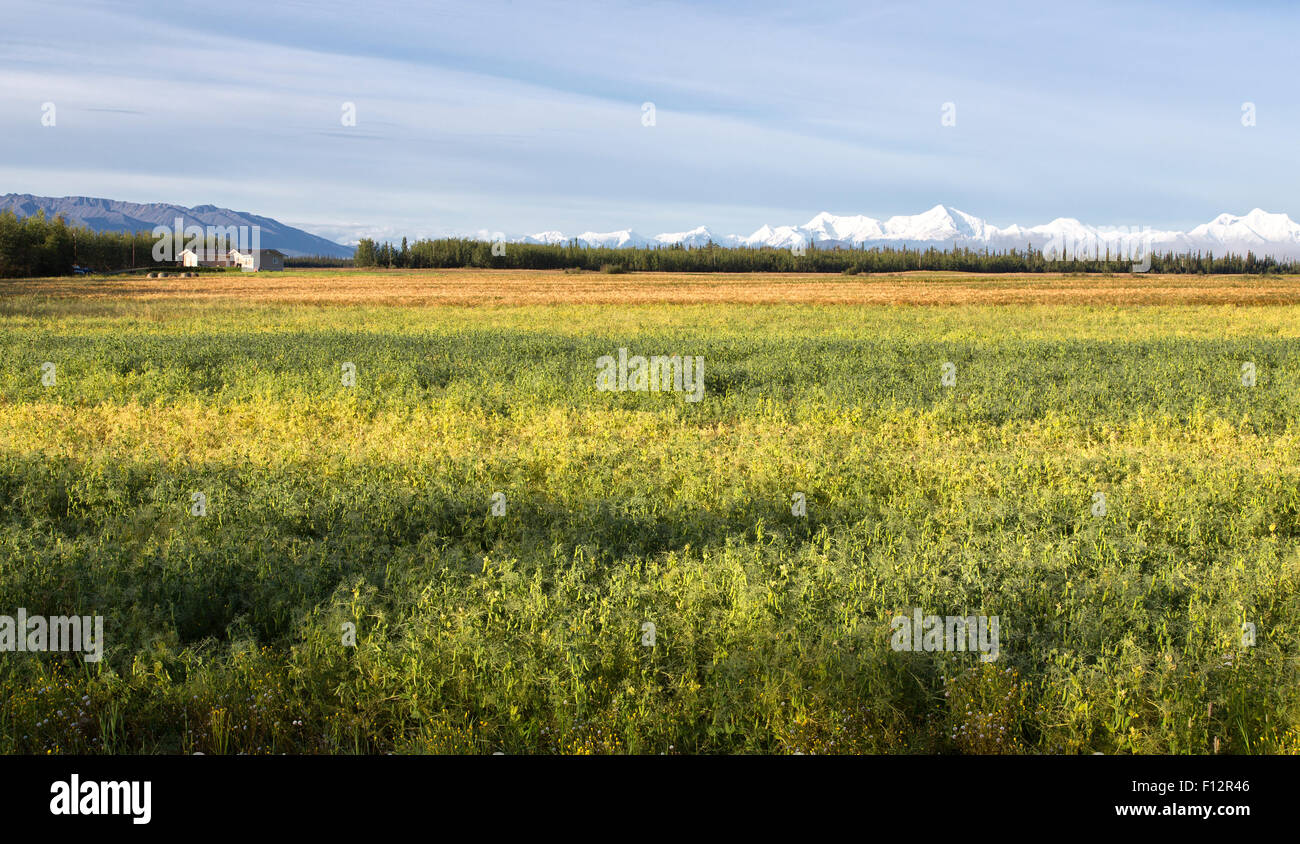 Reife gelbe Futtererbsen, Frühling Gerste. Stockfoto