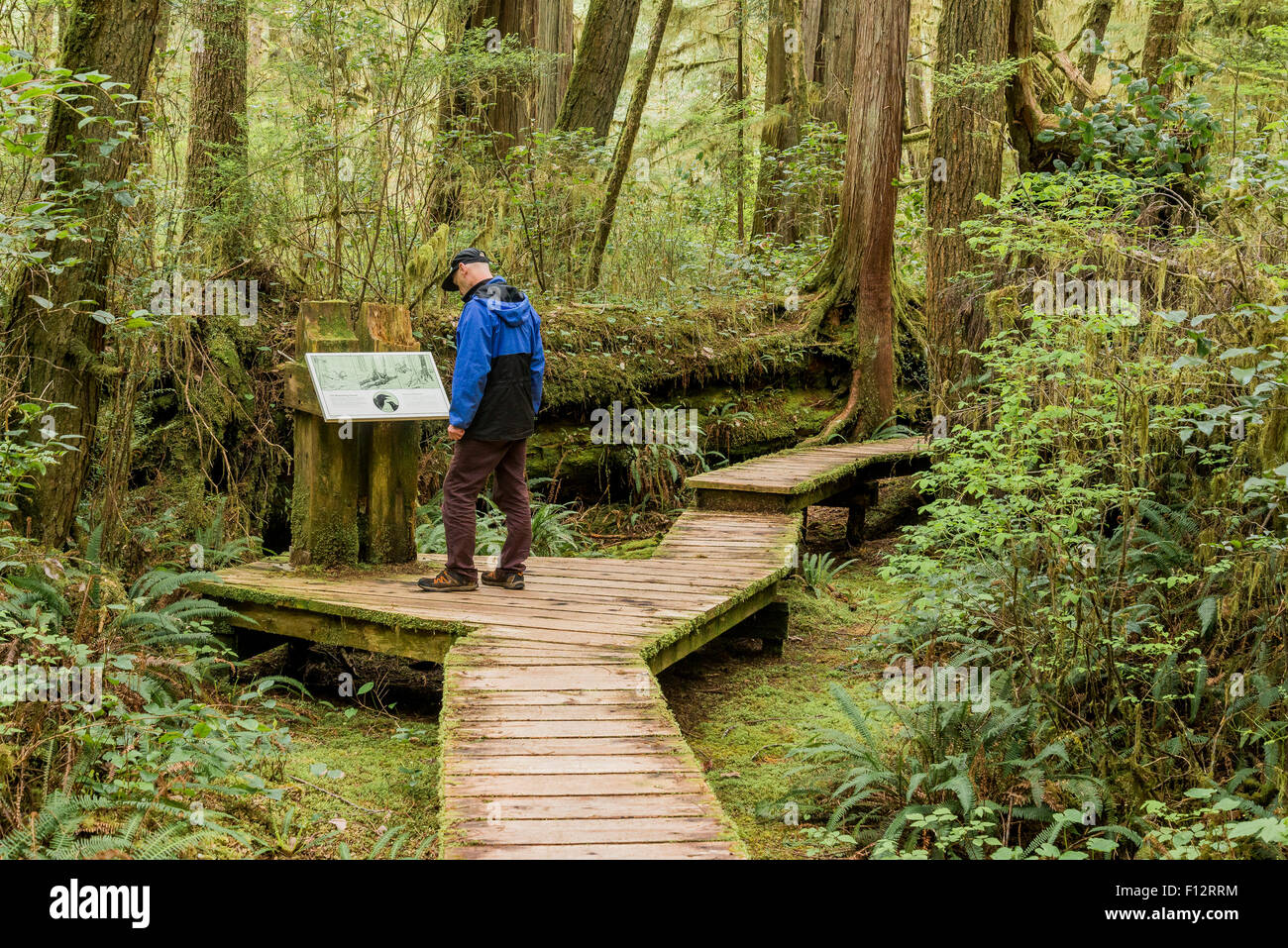 Mann liest interpretierende Zeichen, Rainforest Trail, Pacific Rim National Park, Britisch-Kolumbien, Kanada Stockfoto