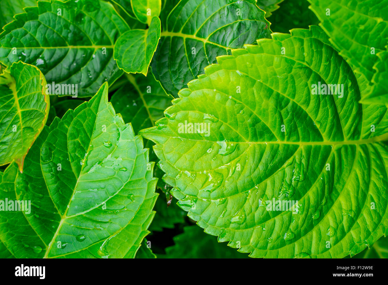 grünes Blatt mit Wassertropfen Stockfoto