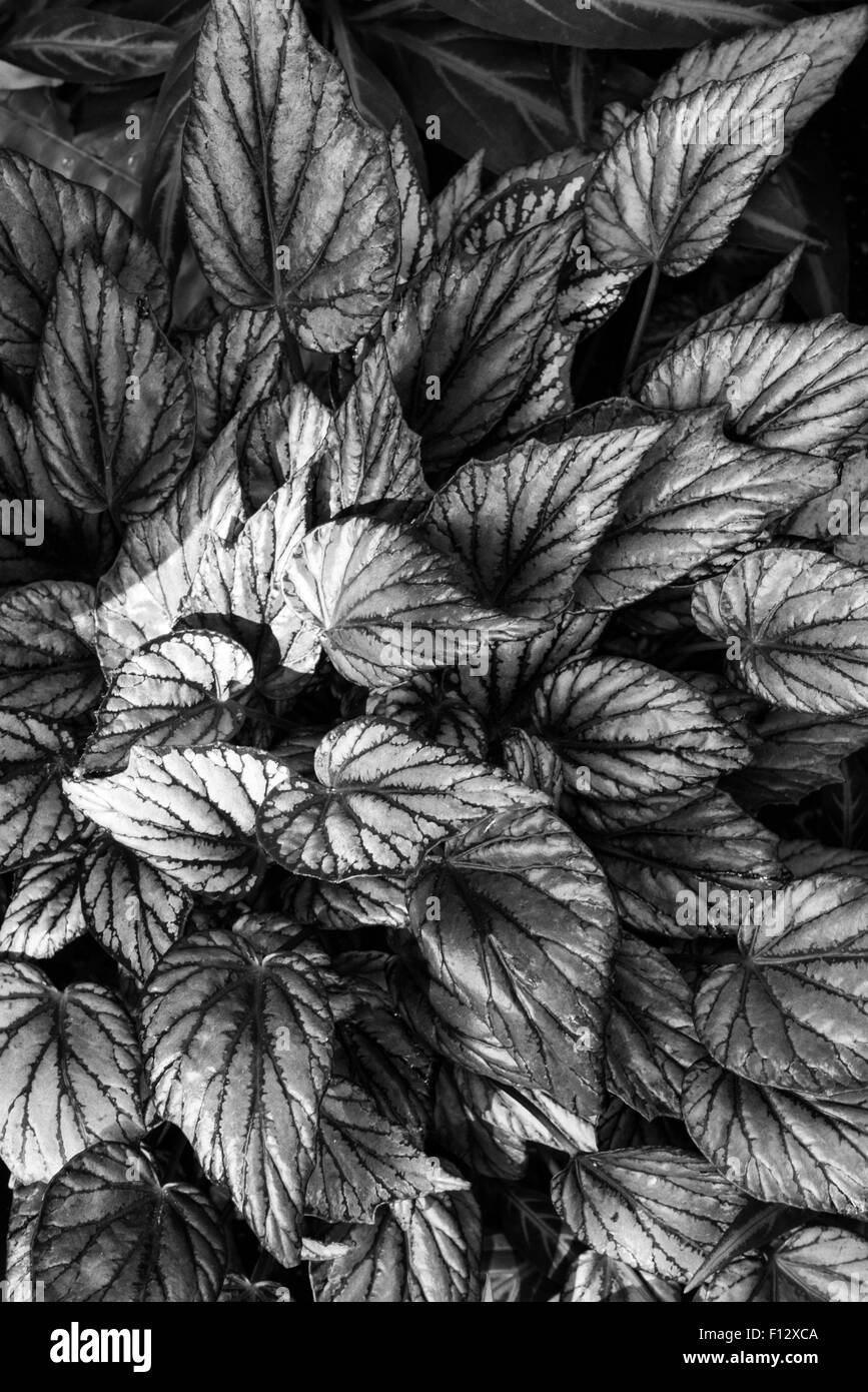 Künstlerische Bilder von tropischen Pflanzen Stockfoto