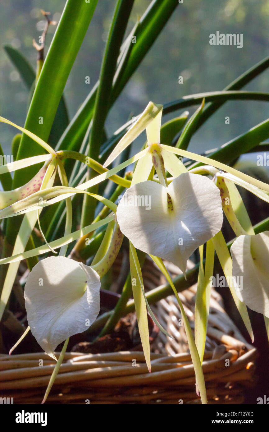 Dame der Nacht Orchidee (Brassavola Nodosa) Stockfoto
