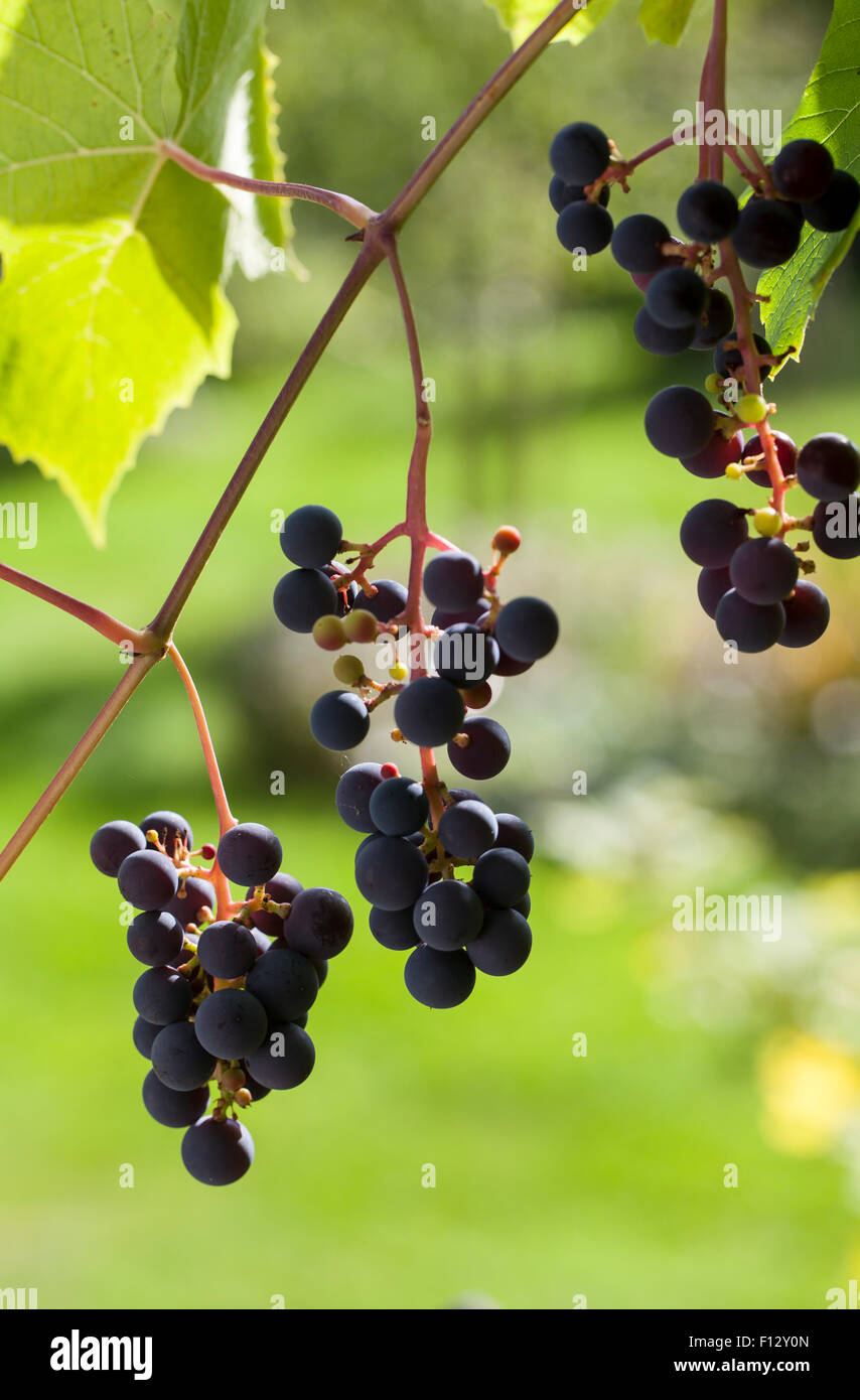 Weinrebe "Vitis Zilga" Stockfoto