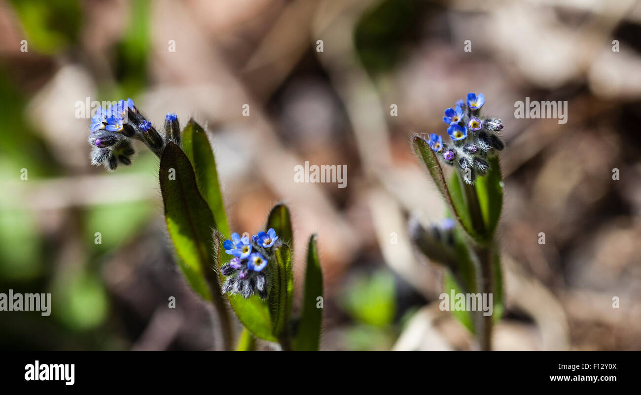 kleine-blume-vergissmeinnicht-fotos-und-bildmaterial-in-hoher