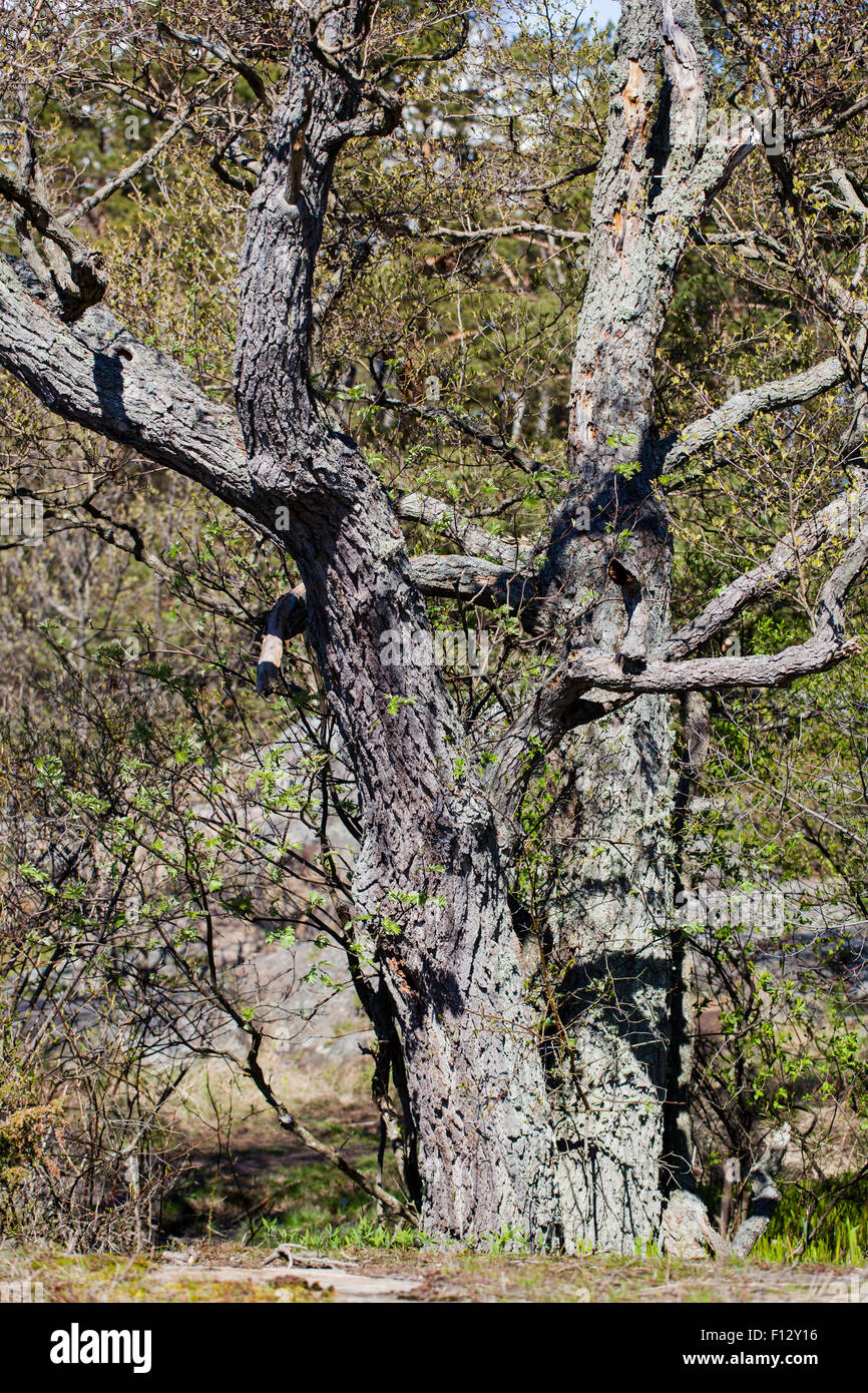 Europäische Erle (Alnus Glutinosa) Stockfoto