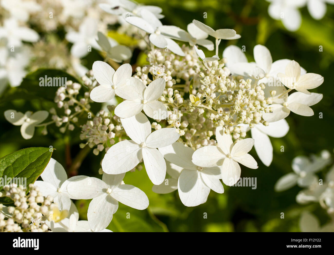 Hortensie (Hydrangea Paniculata 'Praecox') Stockfoto