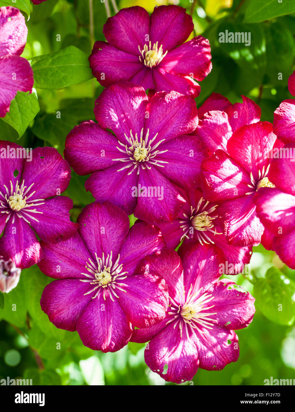 Clematis 'Ville de Lyon' Stockfoto