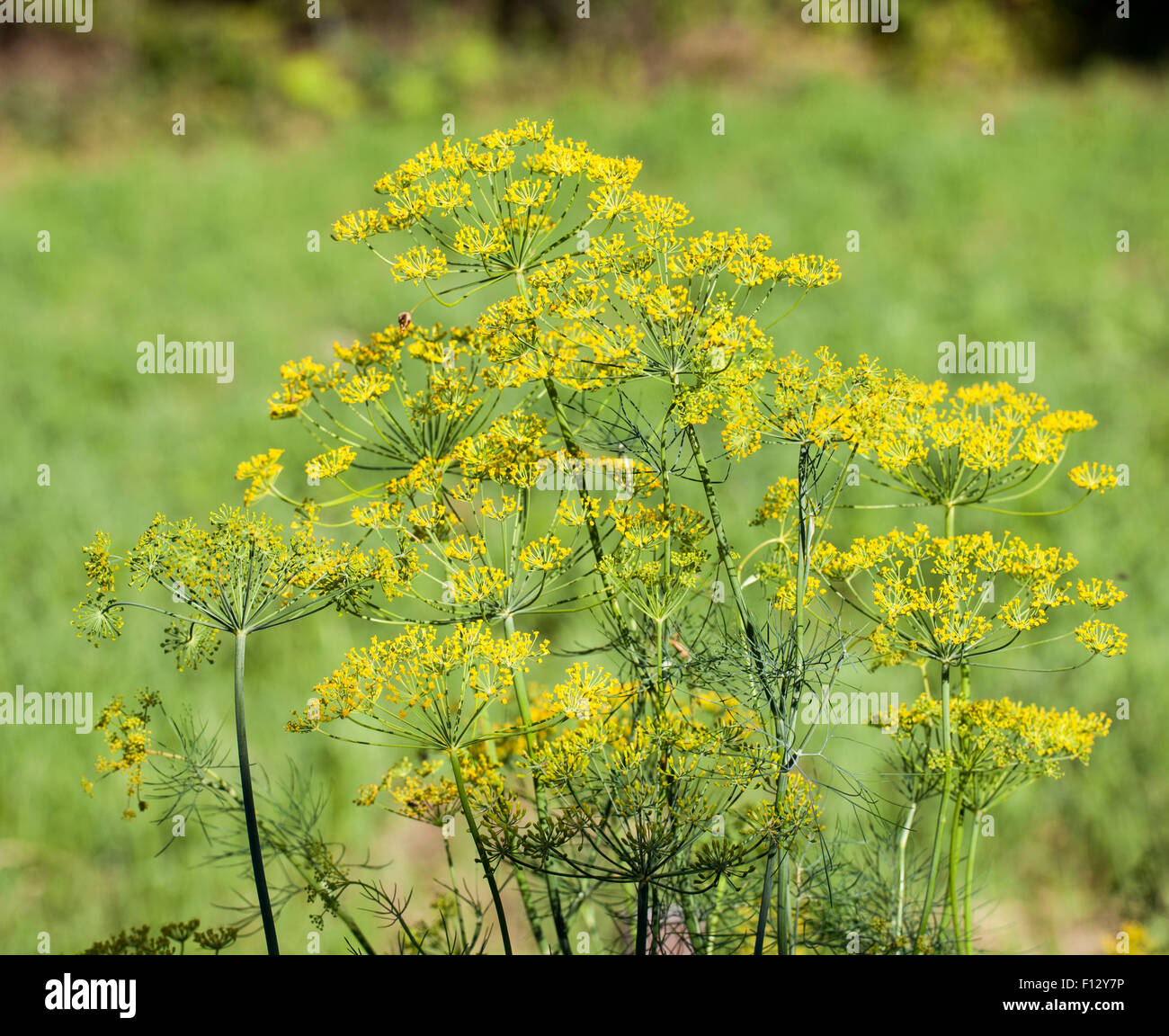 Blumen der Dill (Anethum Graveolens) Stockfoto