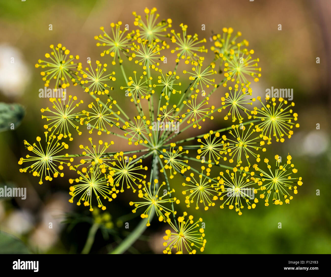 Blüte der Dill (Anethum Graveolens) Stockfoto