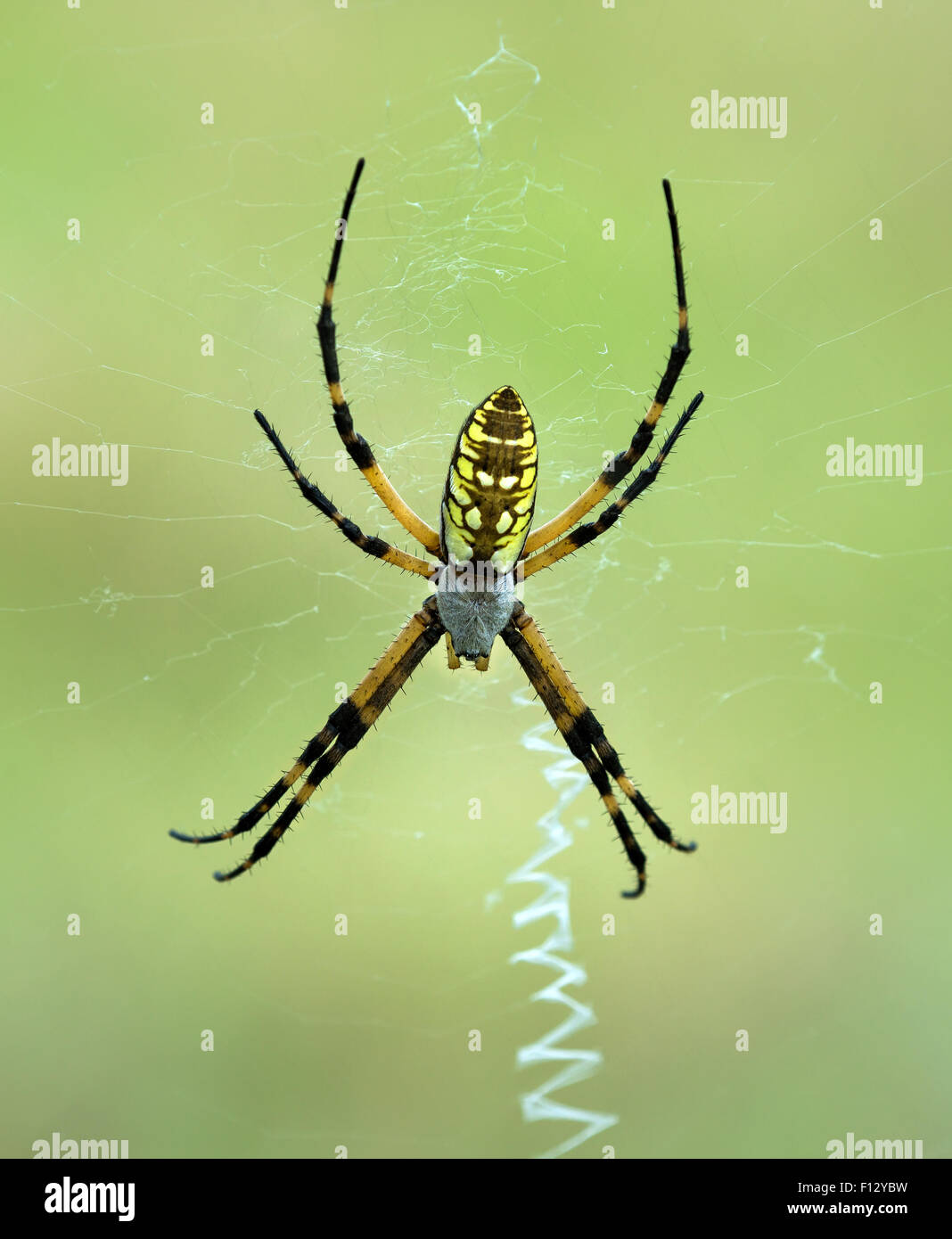 Schwarz und gelb Garten Spinne (Argiope Aurantia) machen eine web Stockfoto