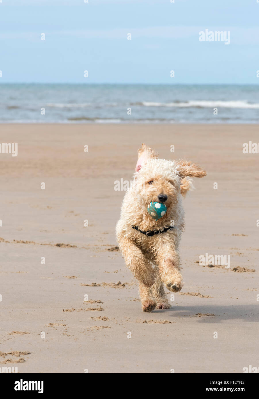 Labradoodle Hund läuft auf einen Sandstrand mit einem Ball im Mund. Blackpool, Lancashire Stockfoto